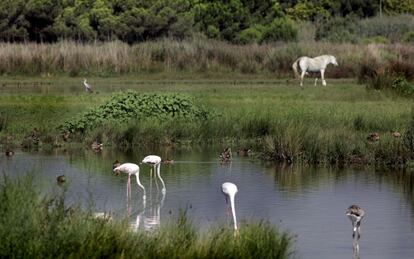 Flamencos en una de las lagunas del delta del Llobregat