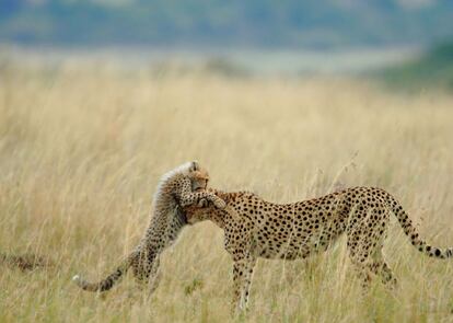 Malaika, una hembra de guepardo muy conocida en la Reserva Masai Mara (Kenia) por su costumbre de saltar sobre los vehículos de los visitante, juega con su cachorro. Esta foto ha ganado el premio de los lectores del concurso de fotos National Geographic 2012, en la categoría 'Naturaleza'.