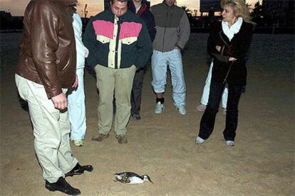 Un grupo de personas observa el cadáver de un ave acuática de la familia de los pingüinos, en Santander.