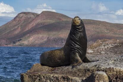 Un lobo marino sobre un islote frente a la isla de San José.