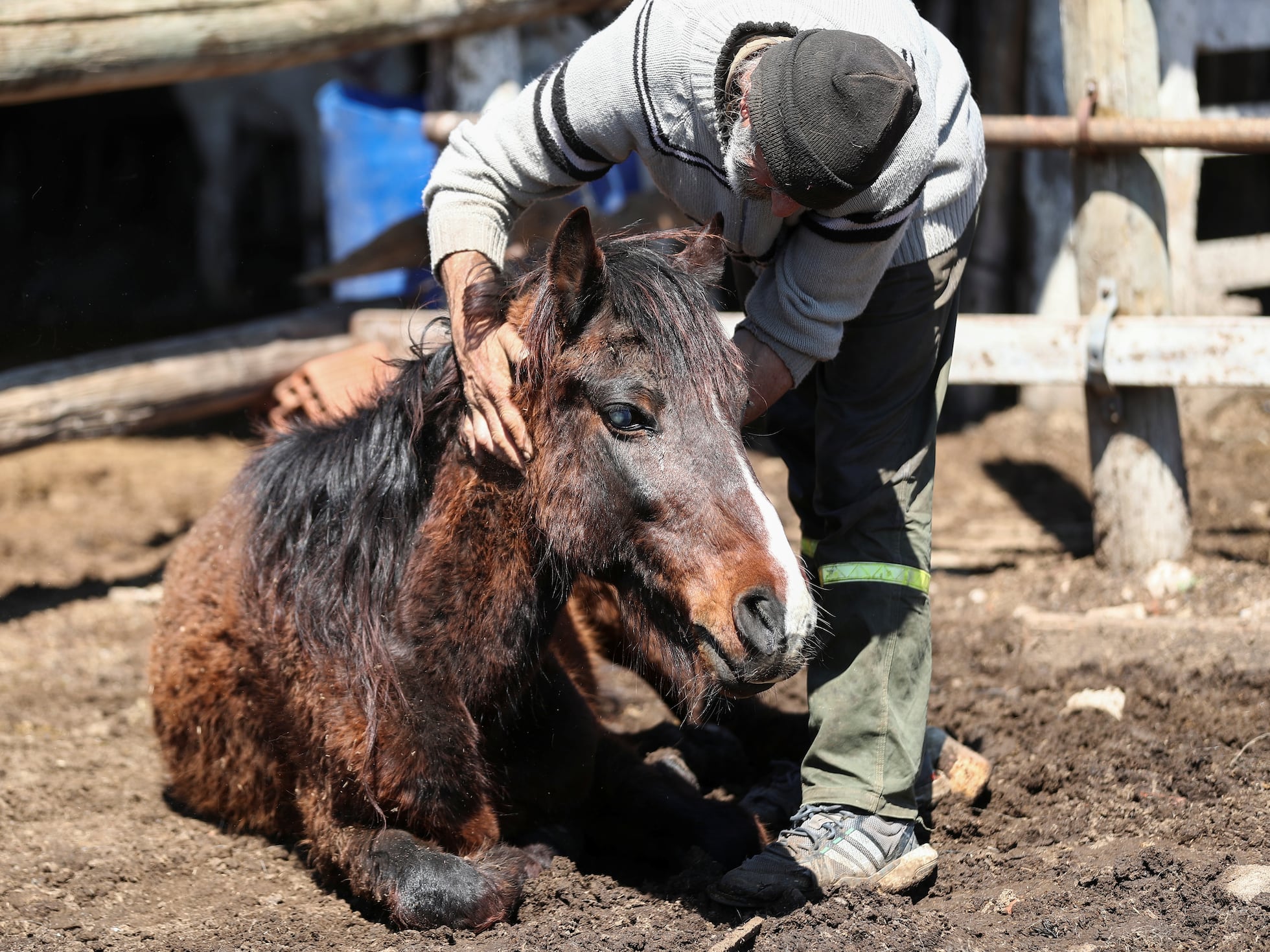 Encefalomielitis equina: qué es, cómo se transmite y cuál es el riesgo en humanos tras la declaración de emergencia sanitaria en Argentina | EL PAÍS Argentina
