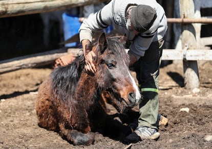 Encefalomielitis equina en Argentina 2023