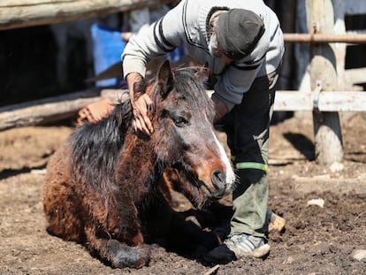 Un hombre revisa a un caballo, en un refugio equino en Lanús (Argentina), en una imagen de archivo.
