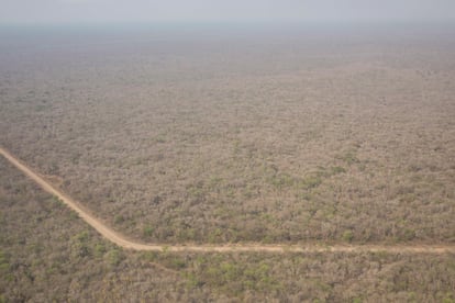 bosques del Chaco paraguayo