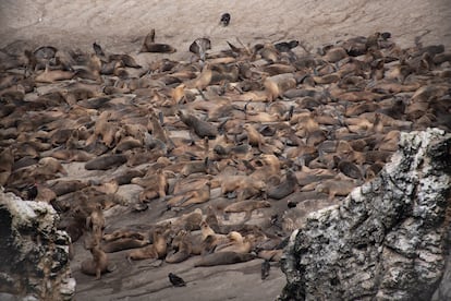 SOLO USAR PARA EL TEMA:
Un laboratorio natural en medio del desértico Perú para proteger a los animales de El Niño y la gripe aviar