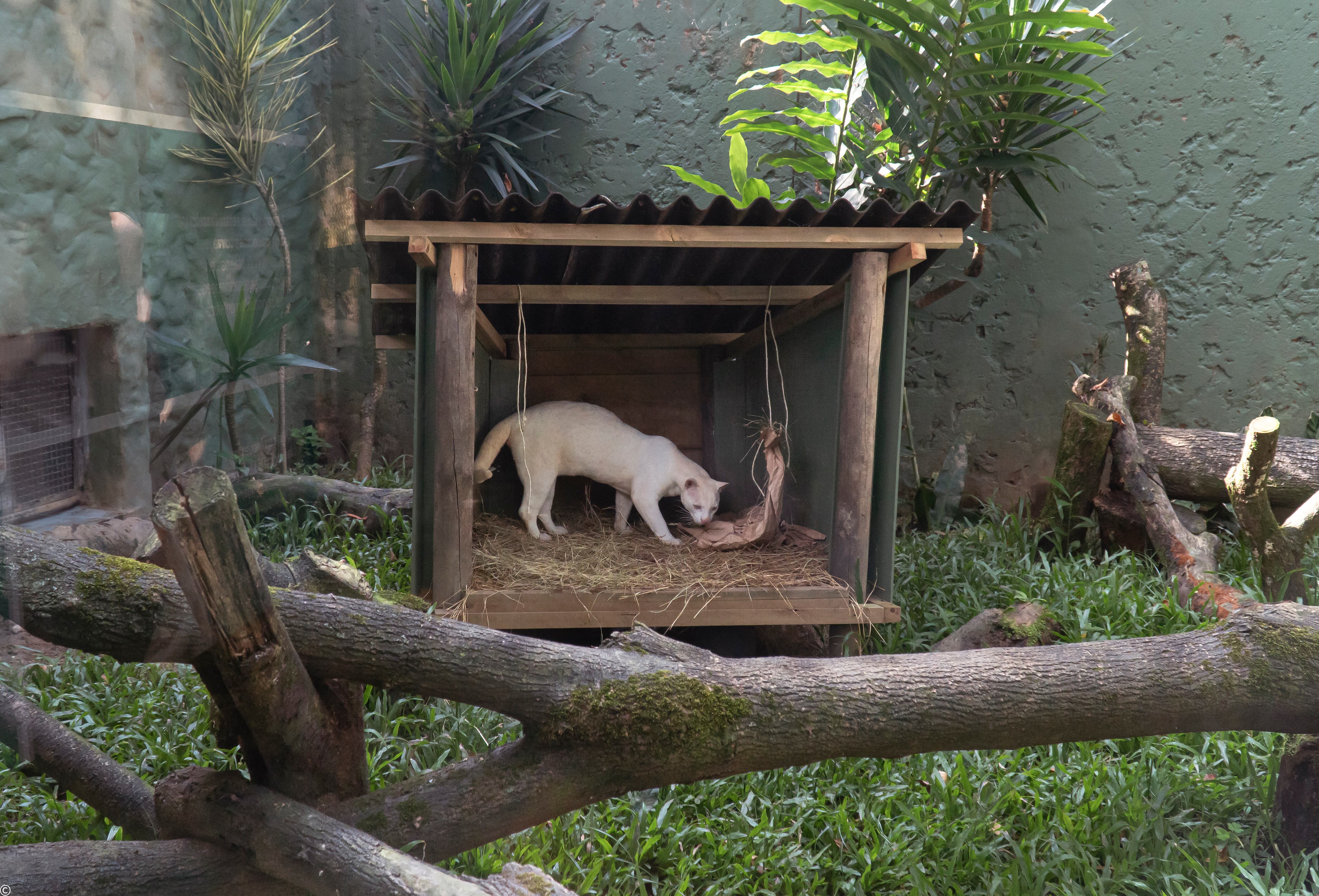 La ocelote, en el centro de Medellín en el que es estudiada. 