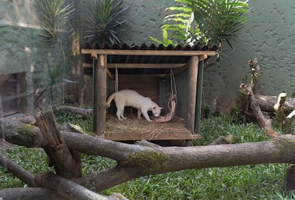 Ocelote albino