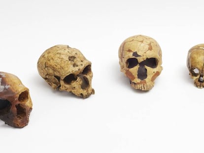 Reprodu&ccedil;&otilde;es de cr&acirc;nios neandertais no gabinete de Antonio Rosas, no Museu Nacional de Ci&ecirc;ncias Naturais, em Madri.