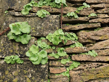 Un muro colonizado por las singulares hojas del ombligo de Venus.