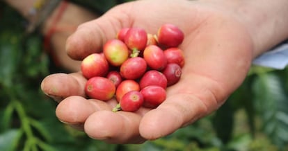 Café recién cosechado.