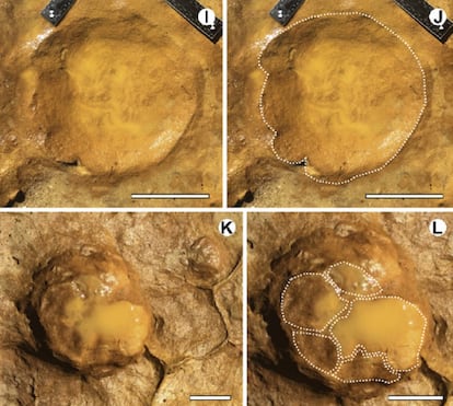 Huellas de elefantes halladas en Matalascañas (Huelva) y reflejadas en la investigación publicada en 'Quaternary Science Reviews'