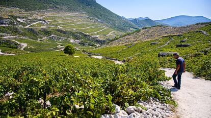 La bodega Milos de Ponikve en Pelješac produce vinos con las variedades Plavac mali y Rukatac. Los viñedos están situados en la vertiente sur, desde la bahía de Prapratno hasta Ponikva.