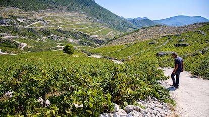 La bodega Milos de Ponikve en Pelješac produce vinos con las variedades Plavac mali y Rukatac. Los viñedos están situados en la vertiente sur, desde la bahía de Prapratno hasta Ponikva.