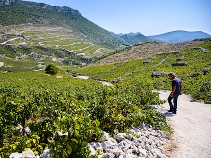 La bodega Milos de Ponikve en Pelješac produce vinos con las variedades Plavac mali y Rukatac. Los viñedos están situados en la vertiente sur, desde la bahía de Prapratno hasta Ponikva.