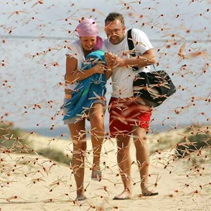 Una pareja de turistas huye de la invasión de langostas en la playa de Corralejo, en Fuerteventura.