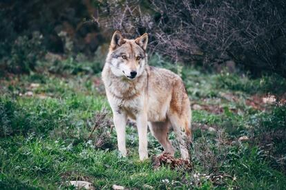 <p>El lobo estira su letargo hasta que supera el cansancio de sus noches locas, de las que disfruta sin remordimiento. "Contrario al león, <strong>el lobo presenta un cronotipo vespertino, por el que experimenta su pico de actividad a partir de la segunda mitad del día</strong>", sostiene el experto Segarra.</p> <p>Para este animal, la peor decisión es remolonear en cama. <strong>Debe luchar contra ese ánimo por postergar el despertador media hora</strong>, de cinco en cinco minutos, y saltar del colchón cuanto antes para llegar lo suficientemente despejado a los quehaceres rutinarios. Y aunque el cuerpo no pida desayuno, Breus sí avala su función, con especial presencia de agua, uno o dos vasos, para activar el metabolismo. Notará que el cerebro comienza a activarse plenamente desde el mediodía, por lo que las tareas más arduas deberán reservarse para la tarde. El momento de impresionar al jefe llegará entre las cuatro y las seis, aprovechando además el inicio del declive del resto de compañeros. El ejercicio también se deberá practicar después del trabajo; igual que el sexo, del que se gozará más plenamente conforme más tarde se mantenga. Aunque después tocará dormir: Breus sostiene que lo mejor es desconectar cualquier estímulo visual o sensorial desde las once, para tratar de precipitar el sueño hacia la medianoche. Aunque su cuerpo le pida mambo, piense que los usos y costumbres de los humanos le obligarán, muy a su pesar, a madrugar al día siguiente.</p>