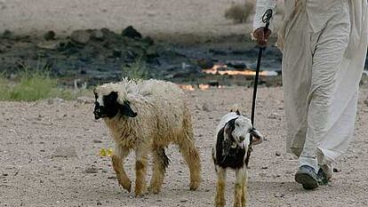 Un hombre con sus ovejas cerca de una planta de gas en Irak.
