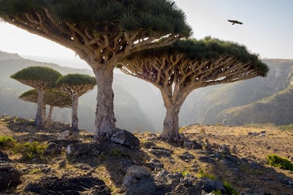 Dragos en la isla de Socotora (Yemen).