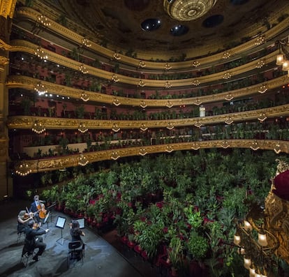 Un total de 2.292 plantas se 'sentaron' en las butacas del Gran Teatro del Liceo, en Barcelona, en junio. Ante ellas, el UceLi Quartet interpretó el 'Crisantemi', de Puccini.
