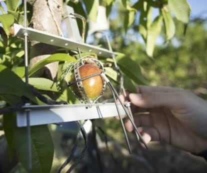 Una nectarina con un sensor de dendrometría en la finca de Primor.