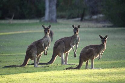 Tres canguros en Pinnaroo, al sur de Australia.