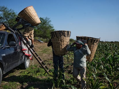 Trabajadores cargan una camioneta con maíz en San Luis Potosí (México), en febrero de 2021.