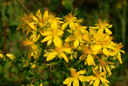Las flores amarillas del 'Hypericum perforatum' o hierba de San Juan.