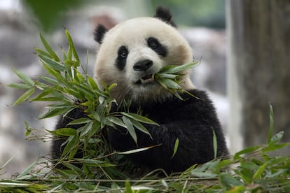 Two-year-old female giant panda 'Qing Bao' en Sichuan (China), el 17 de mayo.