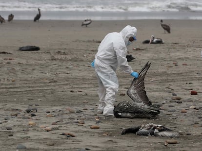 Personal del Servicio Nacional de Sanidad Agraria de Perú recoge pelícanos muertos, posiblemente infectados con gripe aviar H5N1, en una playa al sur de Lima en una imagen de 2022.