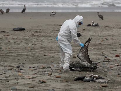 Personal del Servicio Nacional de Sanidad Agraria recoge pelícanos muertos, posiblemente infectados con gripe aviar H5N1, en la playa San Pedro al sur de Lima el 1 de diciembre 2022