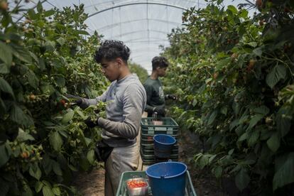 Dos jóvenes migrantes trabajan recogiendo frutos rojos en Almonte (Huelva).