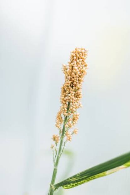 Una planta de sorgo