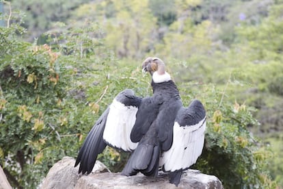 Un cóndor andino en el zoológico de Guayllabamba.