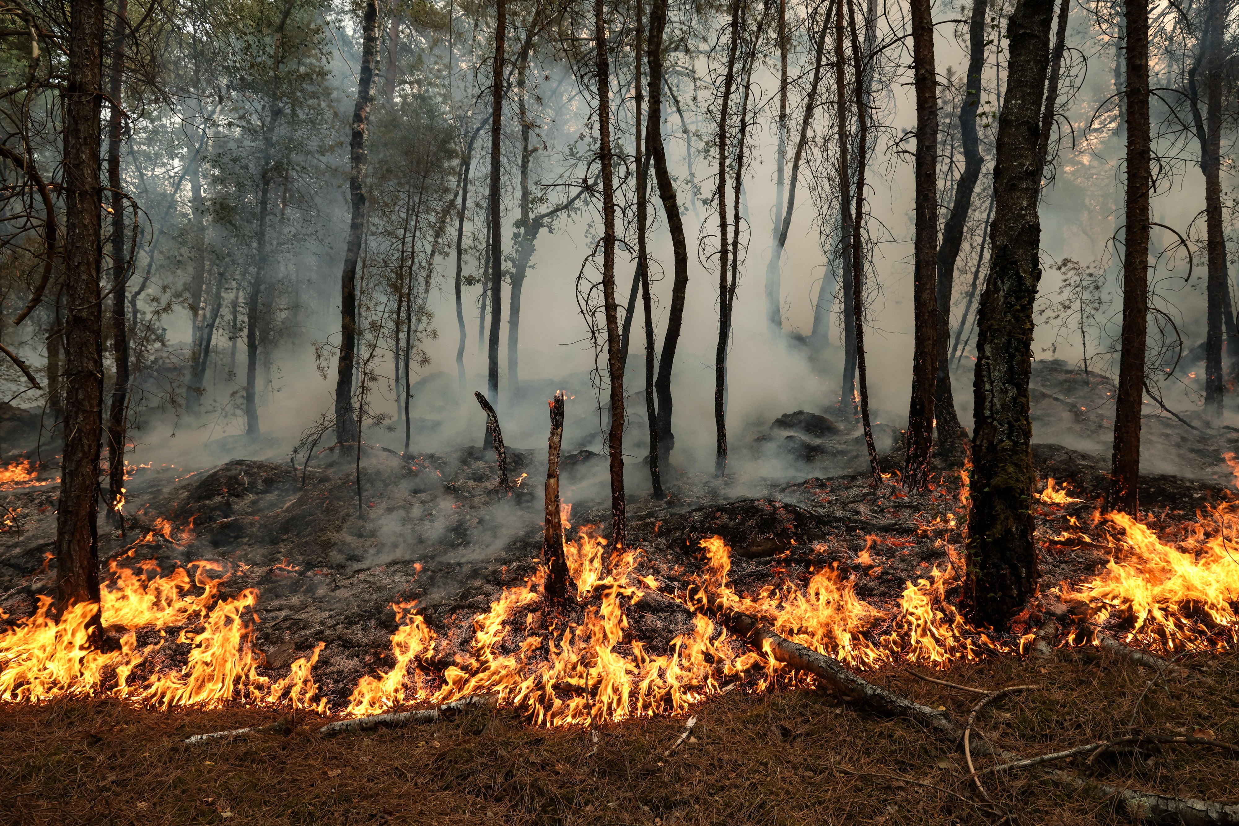 Los incendios forestales perjudican el embarazo: hay más riesgo de parto prematuro y bajo peso al nacer