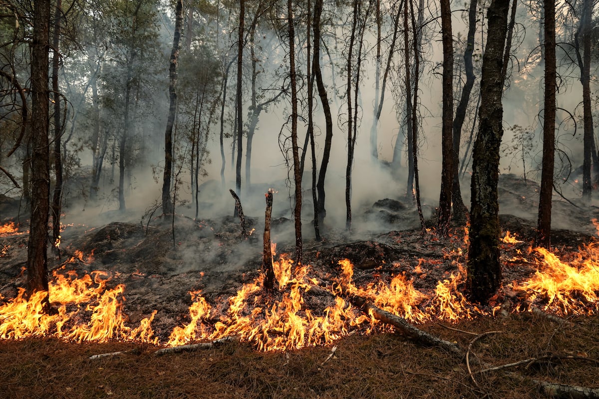 Wildfire Exposure During Pregnancy Raises Preterm Birth Risk