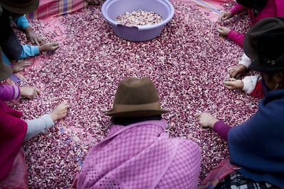 Indígenas de la sierra clasifican el grano que se va a vender descartando los granos que no están en buen estado.