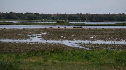 Vista del parque nacional de Doñana.