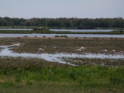 Vista del parque nacional de Doñana.