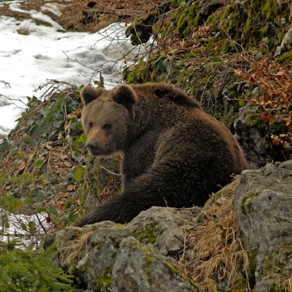 Cuatro meses de cárcel a un cazador por matar a un oso en los Pirineos franceses
