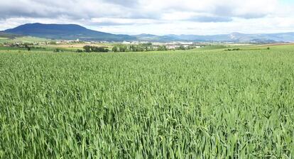 La nueva bebida vegetal de Vivesoy elaborada con avena es 100% local, procede de campos de cultivo de Palencia, Burgos, Álava, Navarra y Huesca .