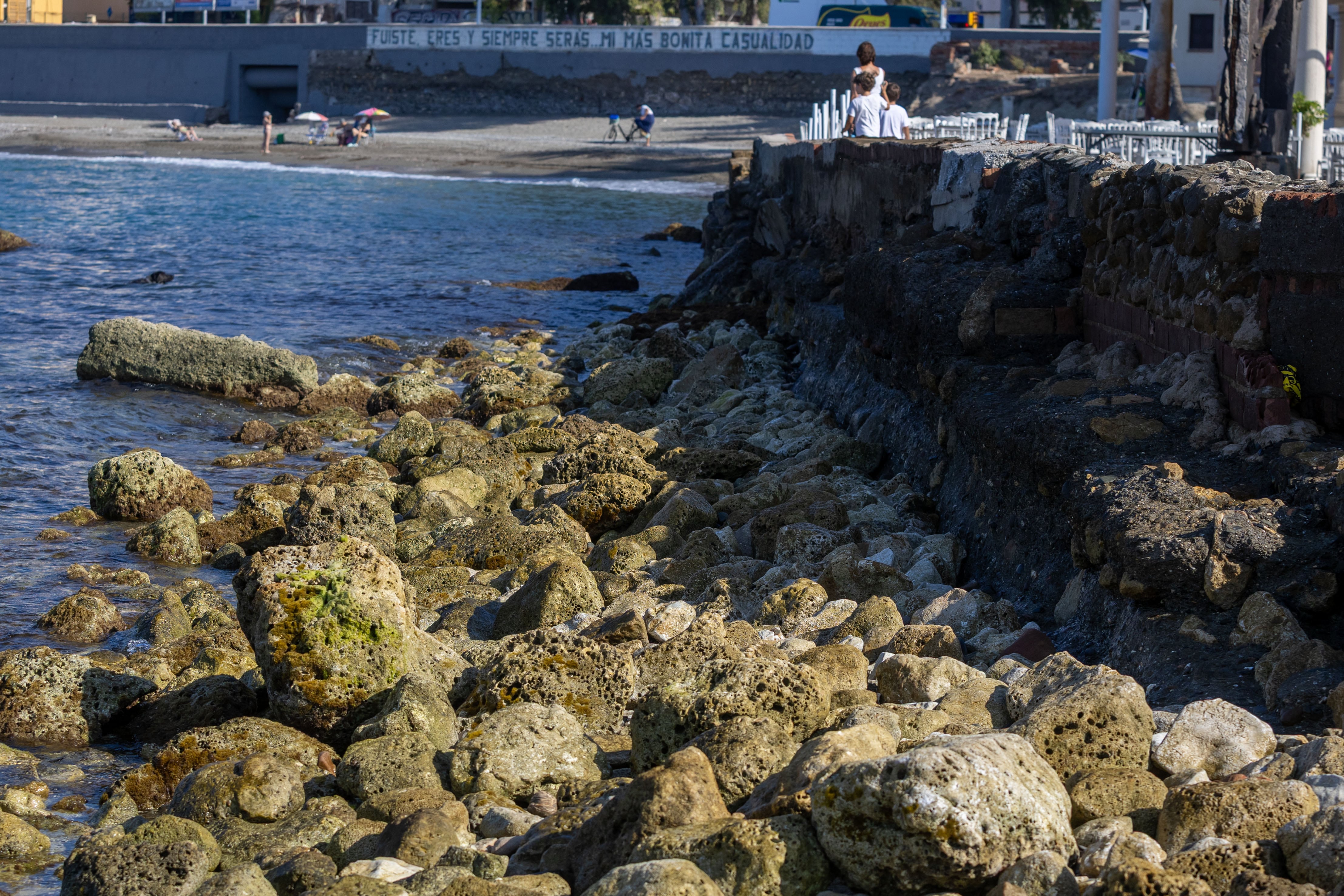 Operación lapa: trasladan 40 ejemplares de un molusco en peligro de extinción para ampliar la playa más emblemática de Málaga