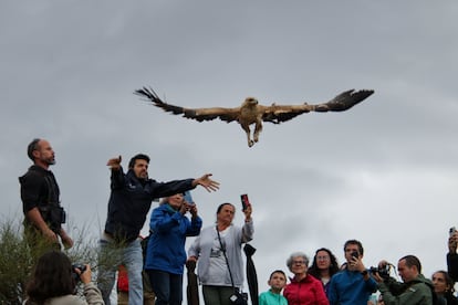 Liberación de Lluvia, un ejemplar de Águila Imperial.