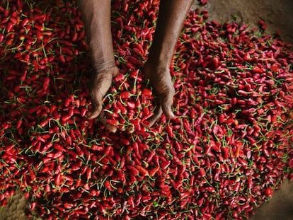 Puesto de guindillas rojas en un mercado de Goa, en India.