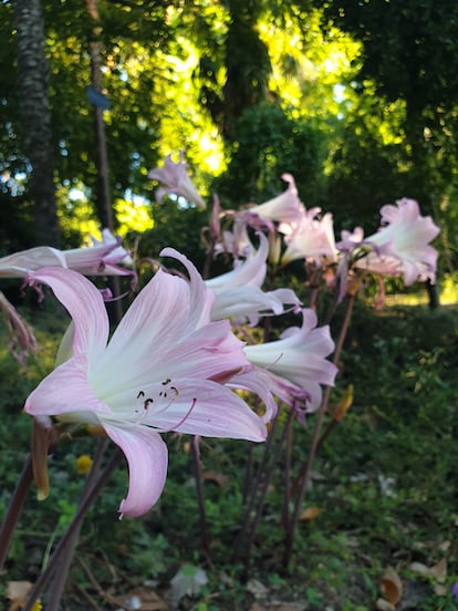 Belladonas en el Real Jardín Botánico de Madrid. / E. B.