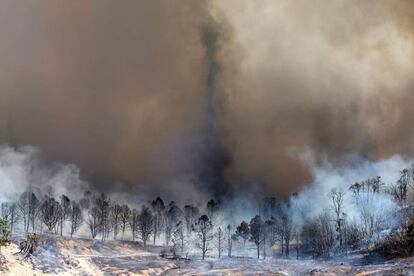 El humo se eleva entre los árboles en un incendio en Wrightwood, California (EE.UU).