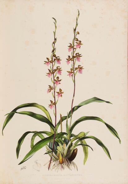 Litografía de una orquidea perteneciente a la obra 'Las orquideas de México y Guatemala', de James Bateman.