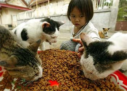 Una niña alimenta a varios gatos en Bangkok.