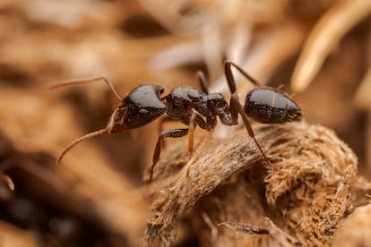slave-making ant