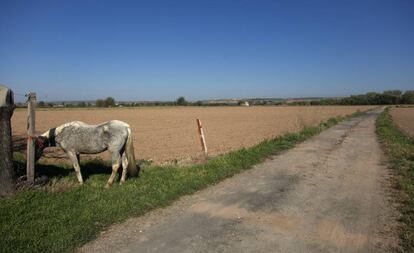 Los terrenos en los que estaba previsto construir una gran urbanización de Las Cabezadas, en Aranjuez (Madrid). 