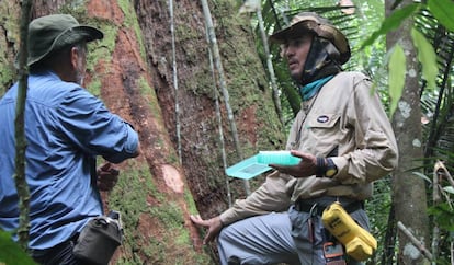 Investigadores de los árboles gigantes de la Amazonia